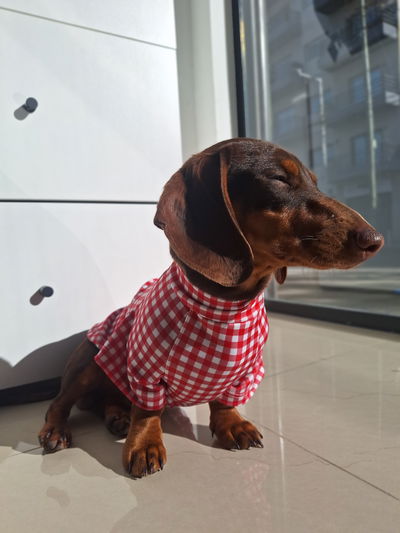 Remera Uv Salchichas Roja