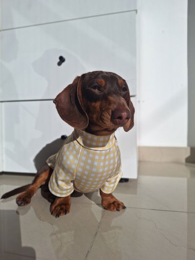 Remera Uv Salchichas Amarilla