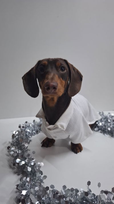 Camisa Salchi blanca