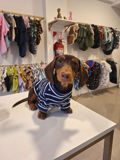 Polera Morley salchichas especial