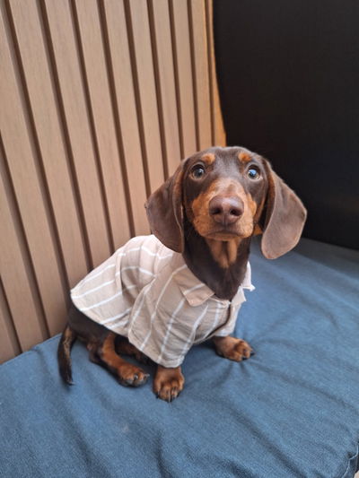 Camisa Salchicha Lino 