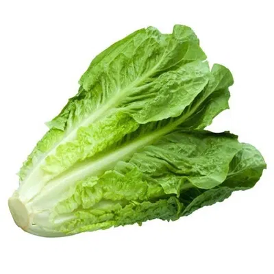 Lechuga Criolla Agroecologica x paquete