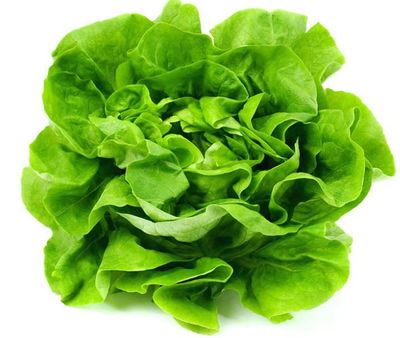 Lechuga Mantecosa Agroecologica x paquete