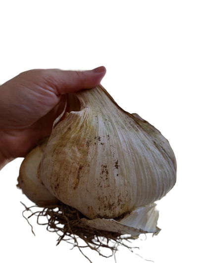 Ajo Elefante x unidad