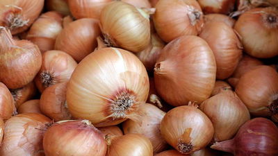 Cebolla Grano de Oro Organica Promo x kilo