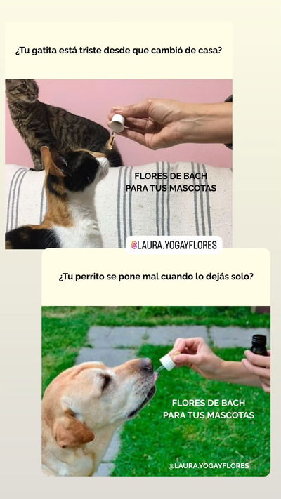 Flores de Bach p/Mascotas - Sesión Online y frasco de 60 ml
