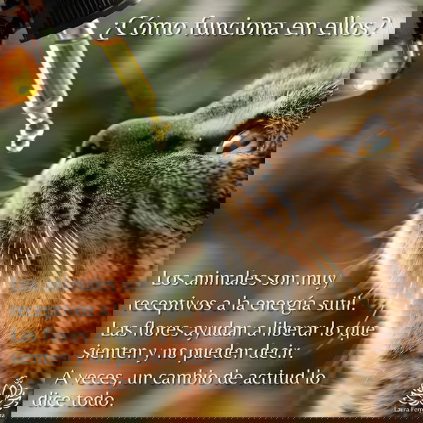 Flores de Bach para Mascotas - Sesión Online-