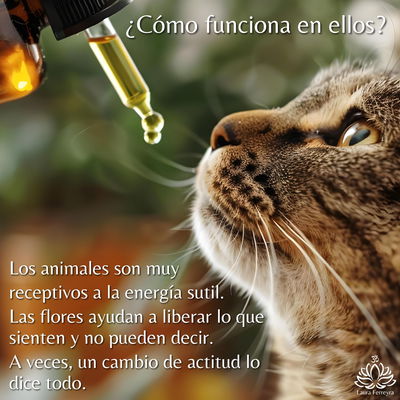 Flores de Bach para Mascotas - Sesión Online-