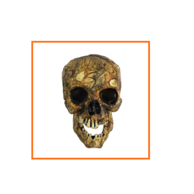 CALAVERA DE LA ANTIGUEDAD 