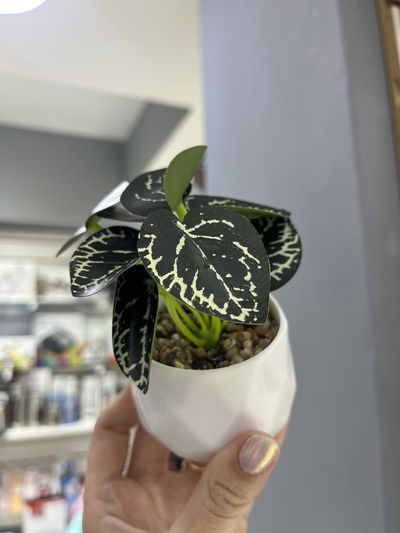 Mini planta artificial en maceta Deco 01