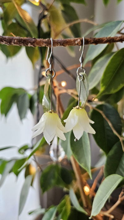 CAMPANITAS DEL BOSQUE BLANCAS