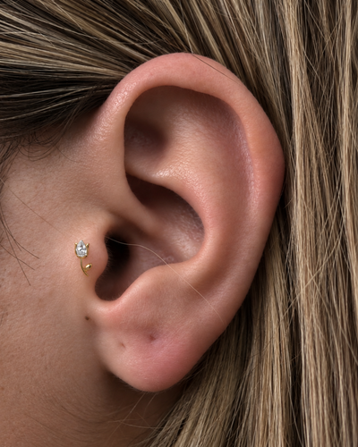 Labret Tulipan