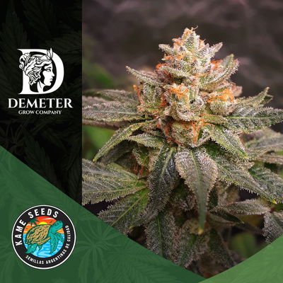 POWER CRUSH - KAME SEEDS X3 FEMINIZADA