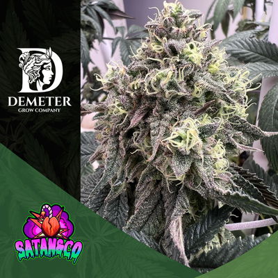 SATANGIE - SATANYCO GENETICS X3