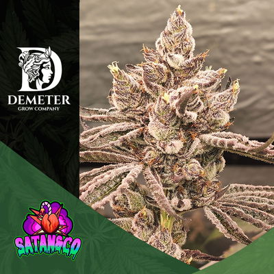 SF X BUDIN - SATANYCO GENETICS X3