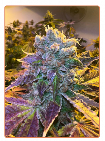 Tropicana WFC - Semilla Feminizada x 4