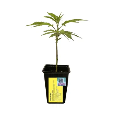 Esqueje Tropicana WFC - Sweed Lab