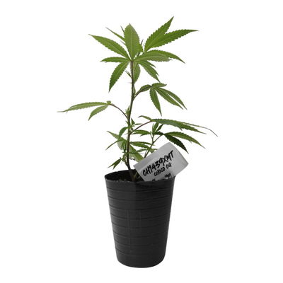 Esqueje Choco OG - 1439 Criadores