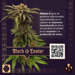 Nebula-X - Black Caviar