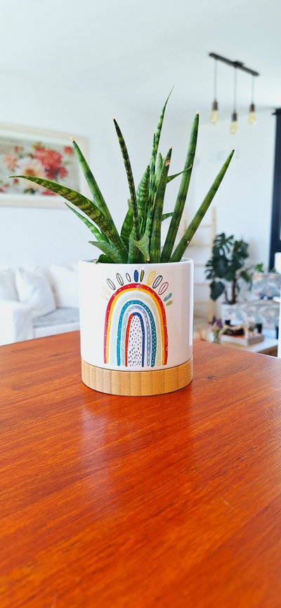 Maceta De Cerámica y Bamboo Rainbow