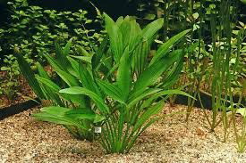 Echinodorus Argentinensis