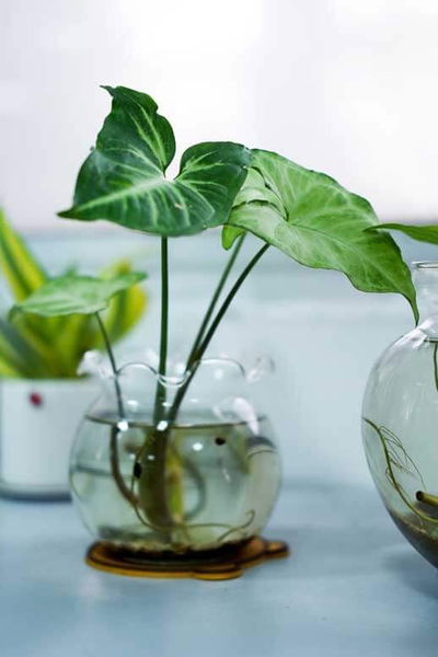 Syngonium Palustre Acuario/Estanque