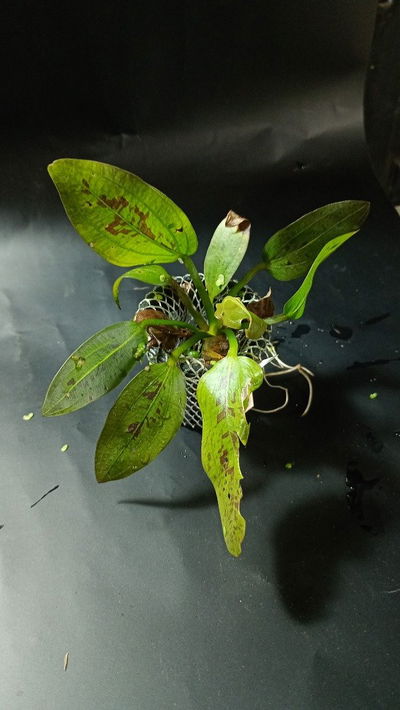 Echinodorus ozelot