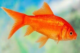 Carassius Cometa 5cm