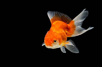 Carassius Oranda 7cm