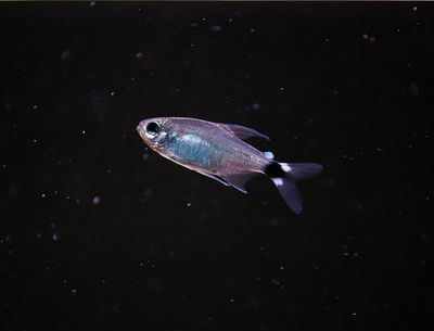 Tetra Elachys