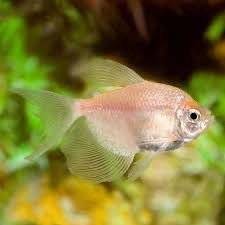 Tetra Monjita Albina Velifera