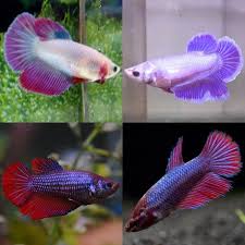 Betta Hembra