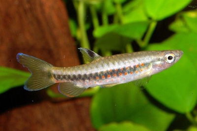Tetra Pirulina
