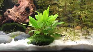 Hygrophila corimbosa compacta x1