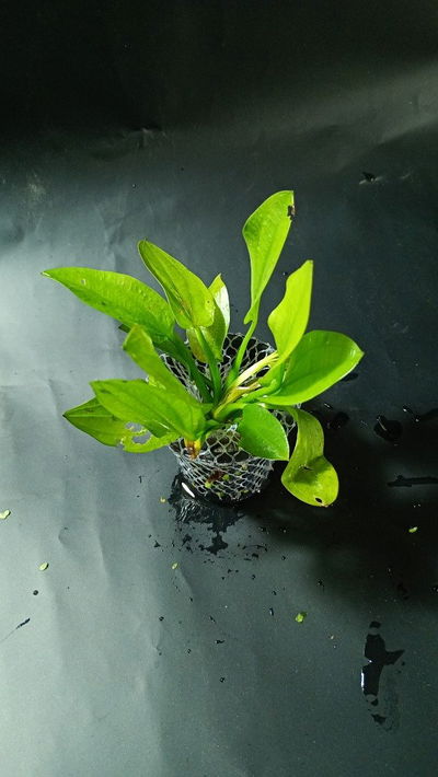 Echinodorus schuelteri leopard
