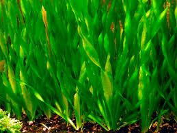 Vallisneria Spiralis x4
