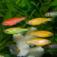 Cebritas Fluo Surtida