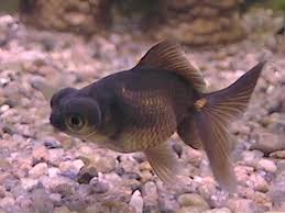 Carassius Telescopico Negro 5cm