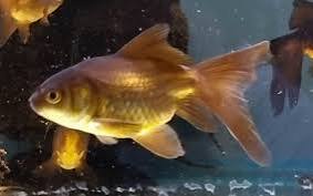 Carassius Watenay Chocolate 3cm