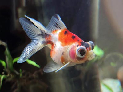 Carassius Calico 5cm