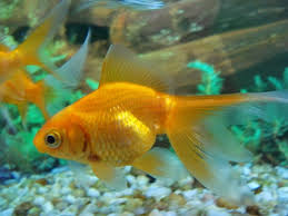 Carassius Dorado 5cm