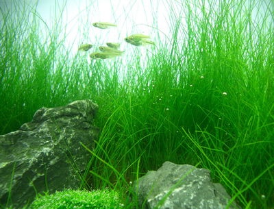 Eleocharis Acicularis porcion 4x4cm