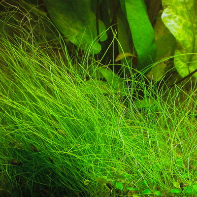 Eleocharis Japan