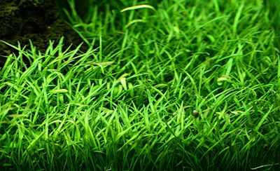 Lilaeopsis Brasiliensis Porcion 4x4cm