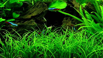 Lilaeopsis mauritiana porcion 4x4cm