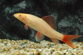 Labeo Albino 4cm