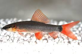 Labeo Eritrurus 4cm