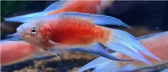 Macropodus Paraíso Super Red Hembra