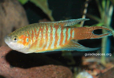 Macropodus Paraiso Blue