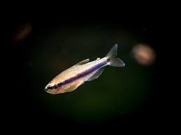 Tetra Kerry Blue 